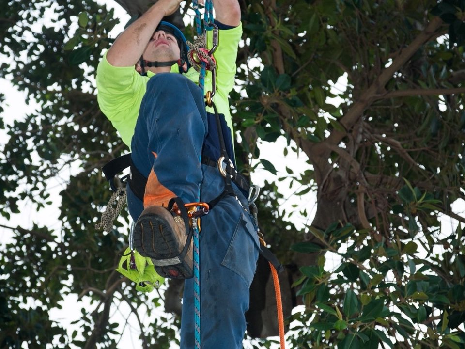 Qualified arborist working in a mature tree during a property survey in Aberdeen