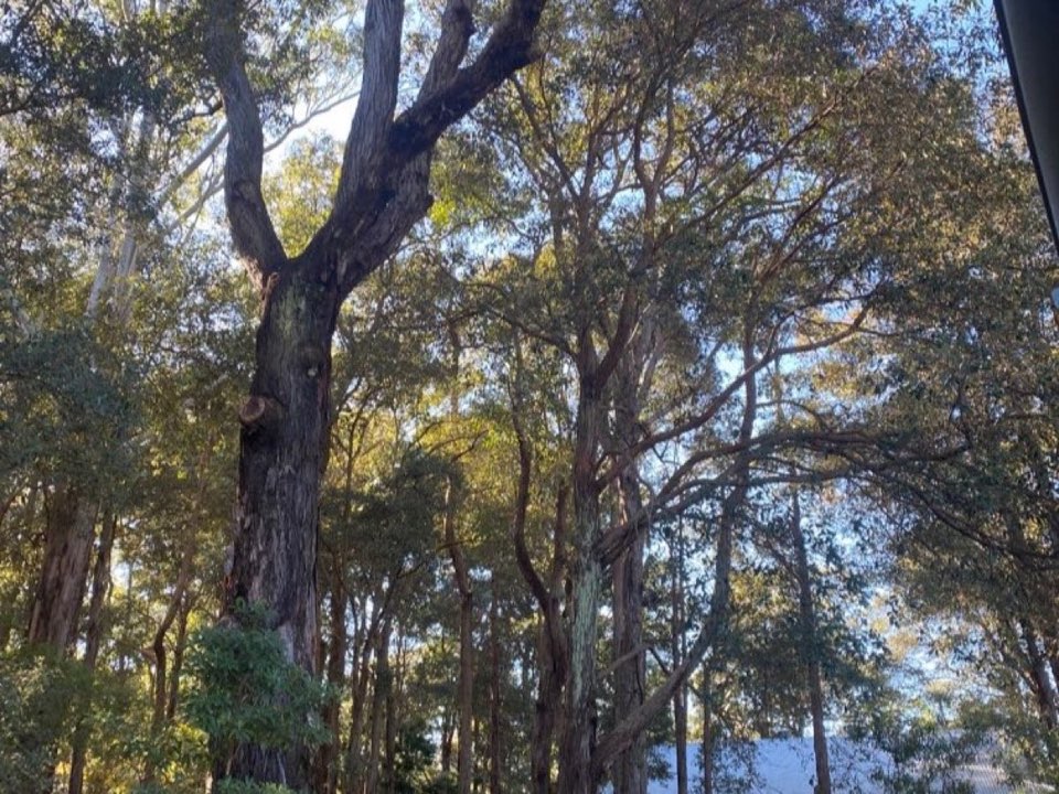 Mature trees in Aberdeen parkland with a property visible in the background